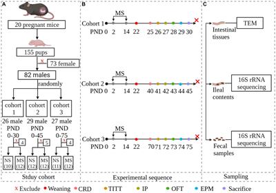 Early life stress induces irritable bowel syndrome from childhood to adulthood in mice